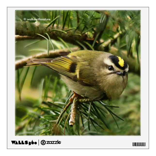 Cute Kinglet Songbird Causes Stir in the Fir Wall Sticker (Front)