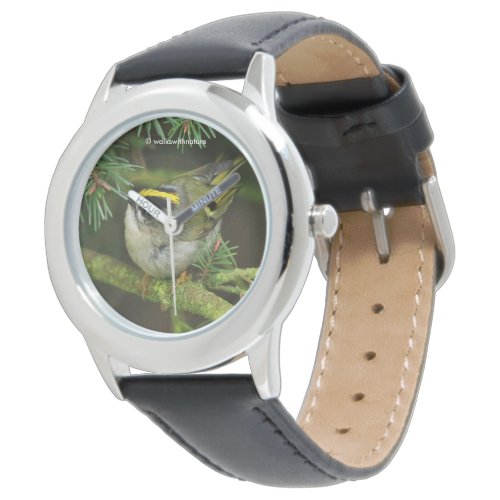 Cute Kinglet Songbird Causes Stir in the Fir Watch