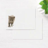 cute kitten (Desk)