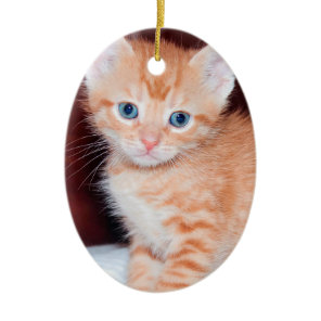 Cute Kitten 2 Photo Vertical Oval Ceramic Ornament