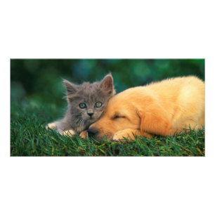Cute Kitten and Puppy together Card