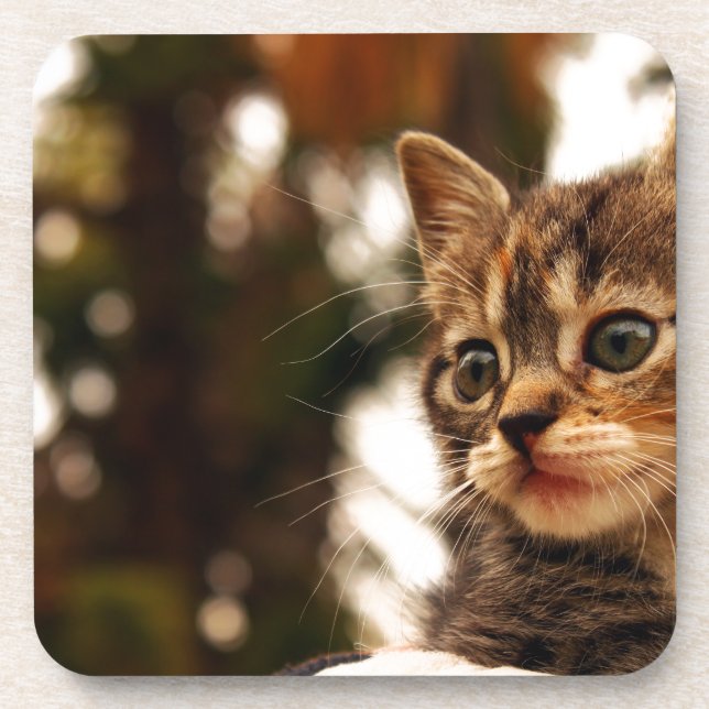 Cute Kitten Beverage Coaster (Front)