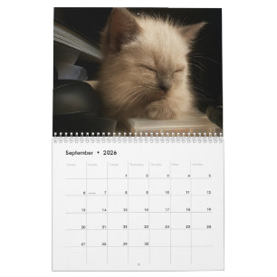 Cute kitten calender for 2026 calendar