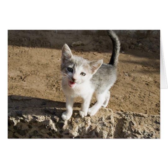 Cute Kitten Card