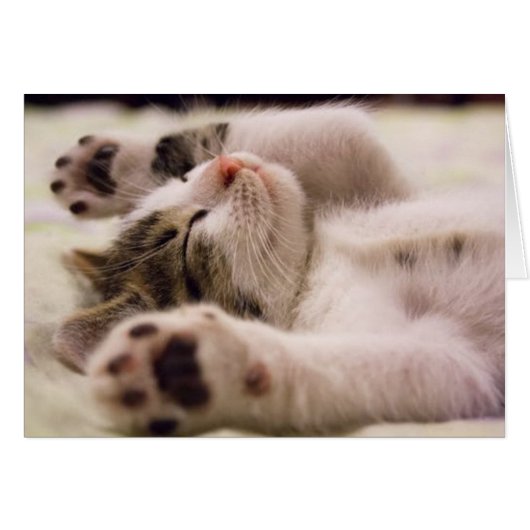 Cute Kitten Cards (Front Horizontal)