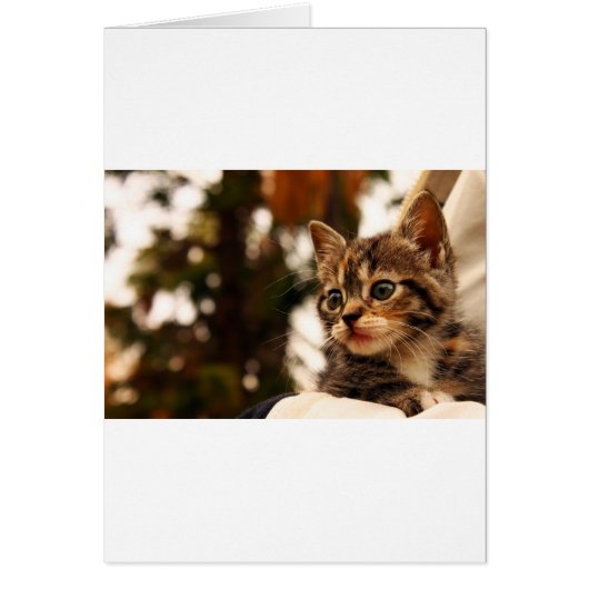 Cute Kitten Cards (Front)