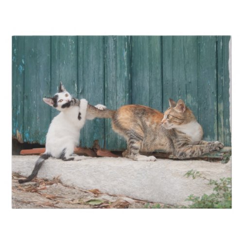 Cute Kitten Chasing Moms Tail Funny Cat Photo _ Faux Canvas Print