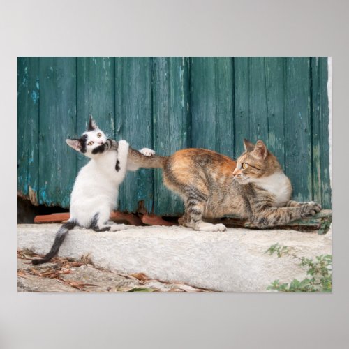 Cute Kitten Chasing Moms Tail Funny Cat Photo _ Poster