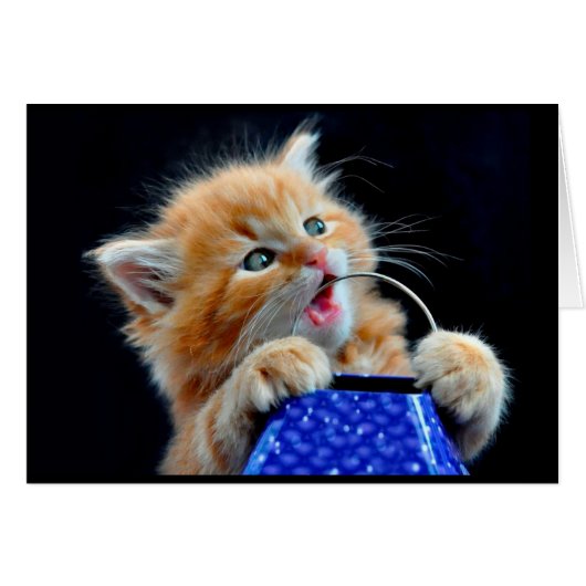 Cute kitten chewing. cards (Front Horizontal)