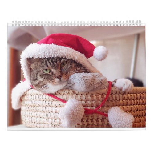 Cute Kitten Funny Kitty Cats Portrait Photo Calendar
