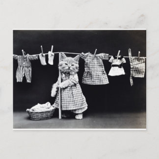 Cute Kitten Hanging Laundry Postcard