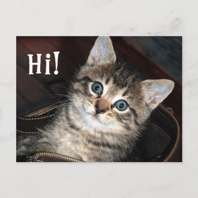 Cute Kitten Hi!  Postcard (Front)