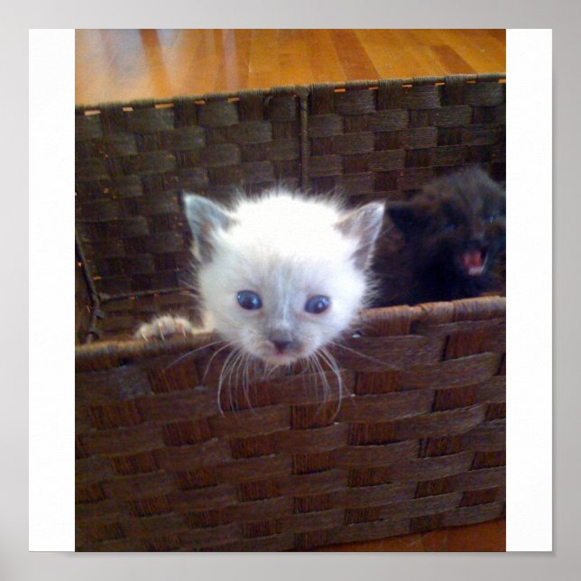 Cute Kitten In Basket Poster (Front)