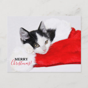 Cute Kitten in Santa Hat Holiday Postcard