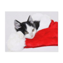 Cute Kitten in Santa Hat