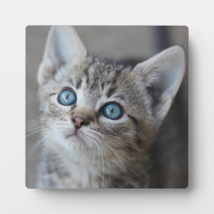Cute Kitten In the Garden Plaque