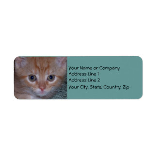 Cute Kitten Label
