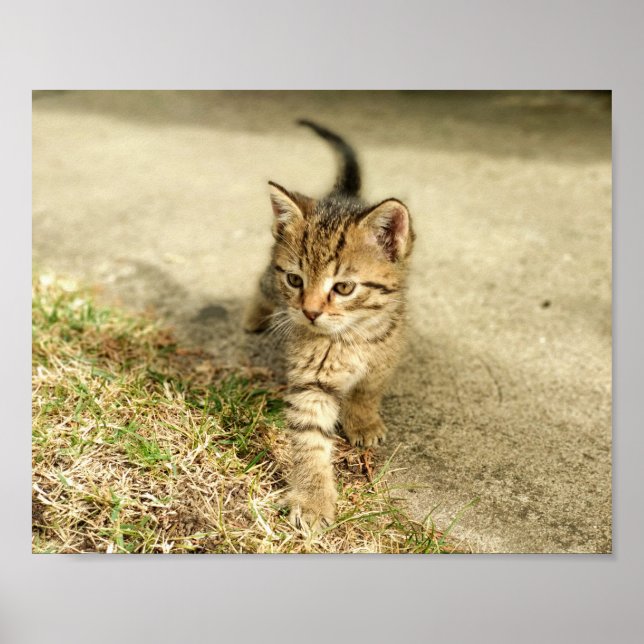 Cute kitten, little cat photo poster (Front)