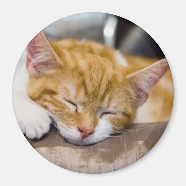 Cute Kitten Magnet (Front)