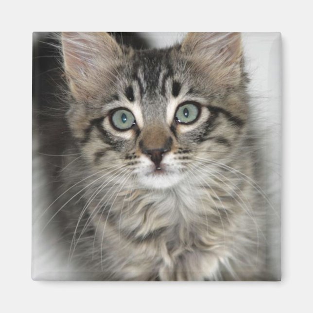 Cute Kitten Magnet (Front)