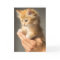 Cute Kitten on hands