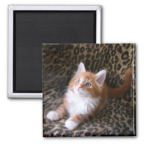 Cute kitten on leopard print square magnet