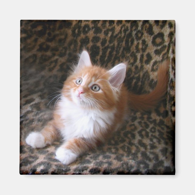 Cute kitten on leopard print square magnet (Front)
