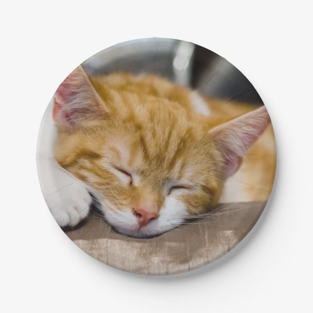Cute Kitten Paper Plates (Front)