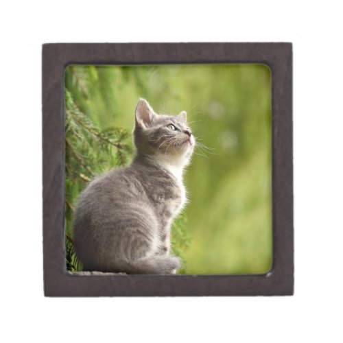 Cute kitten photo gift box