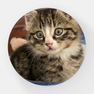 Cute Kitten Photo, Leave This or Upload your Own Paperweight
