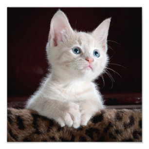 Cute Kitten Photo Print