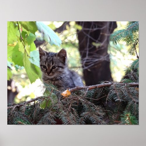 Cute Kitten Photo Value Poster Paper Matte