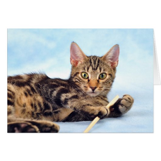 Cute kitten playing cards (Front Horizontal)