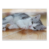 Cute Kitten playing with string (Front Horizontal)