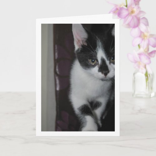 Cute Kitten Portrait Card