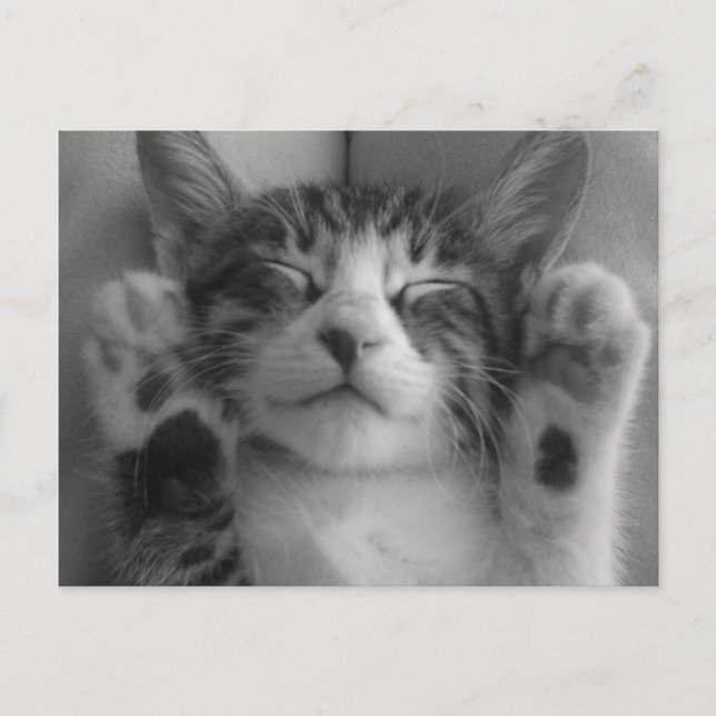 Cute Kitten Postcard (Front)
