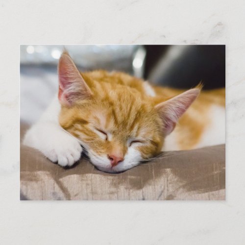Cute Kitten Postcard