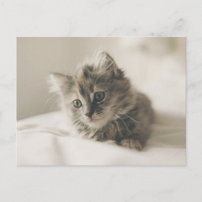 Cute Kitten Postcard (Front)