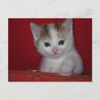 Cute Kitten Postcard by zzl_157558655514628 at Zazzle
