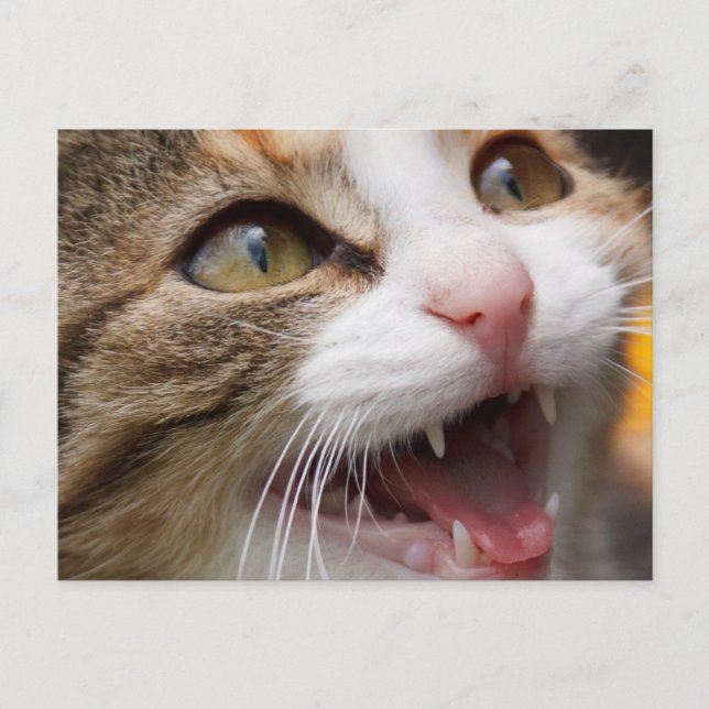 Cute Kitten Postcard (Front)