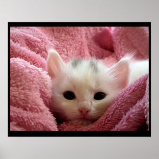 Cute kitten poster