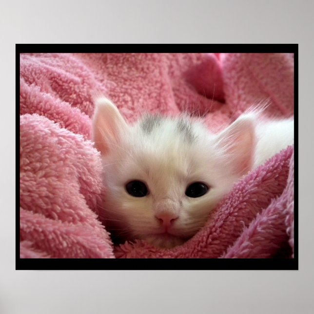 Cute kitten poster (Front)