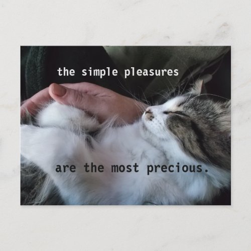 Cute Kitten Quote Simple Pleasures Most Precious Postcard