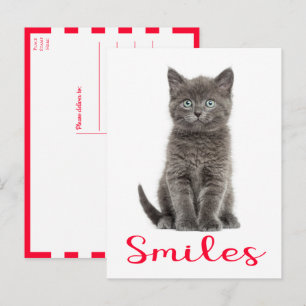Cute Kitten Smiles, Hello, Miss You Gray Cat Lover Postcard