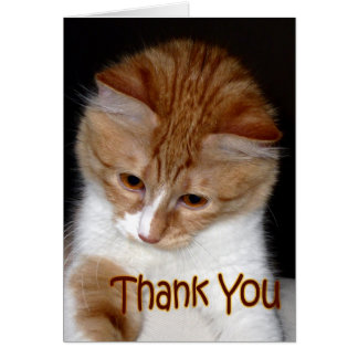 Cute Kitten Thank You Gifts on Zazzle