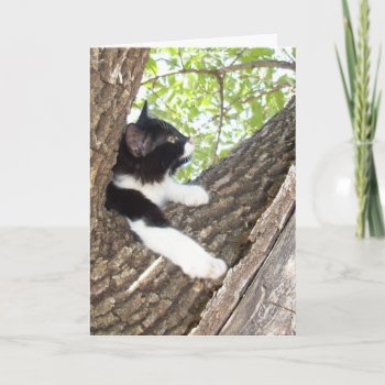 Cute Kitten Thinking Of You Card by tjustleft at Zazzle