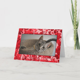 Cute Kitten Valentine's Day Card (Animal Rescue)