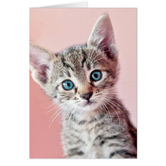 Cute kitten with blue eyes. cards (Front)