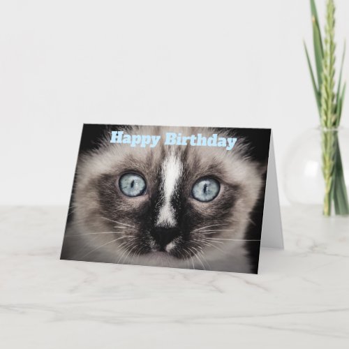 Cute Kitten with Blue Eyes Happy Birthday Card