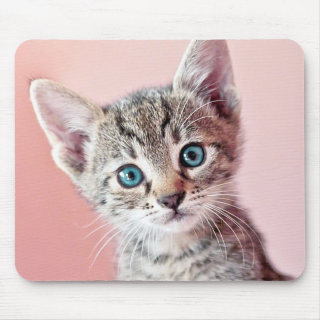 Cute kitten with blue eyes. mouse pad (Front)